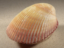 Vasticardium enode 11,0cm *unique*