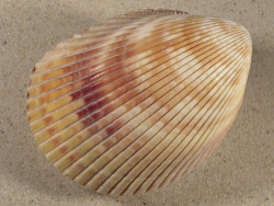 Vasticardium enode 11,0cm *unique*