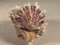 Spondylus squamosus PH 8,5cm *Unikat*