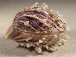 Spondylus squamosus PH 8,5cm *Unikat*