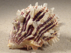 Spondylus squamosus PH 8,5cm *Unikat*