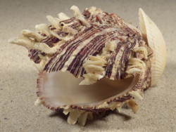 Spondylus squamosus in Anadara oceanica PH 8,4cm *Unikat*
