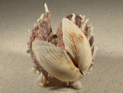 Spondylus squamosus in Anadara oceanica PH 8,4cm *Unikat*