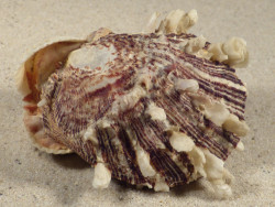Spondylus squamosus in Anadara oceanica PH 8,4cm *Unikat*