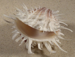 Spondylus echinatus PH 9,1cm *unique*