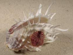 Spondylus echinatus PH 9,1cm *unique*