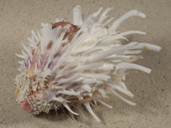 Spondylus echinatus PH 9,1cm *unique*