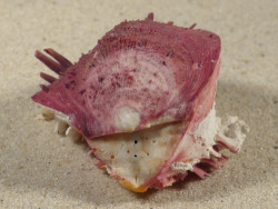 Spondylus gaederopus GR 6,3cm *unique*