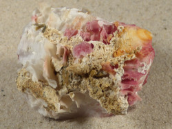 Spondylus gaederopus GR 6,3cm *unique*