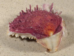 Spondylus gaederopus GR 6,9cm *Unikat*