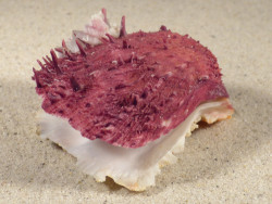 Spondylus gaederopus GR 6,9cm *Unikat*
