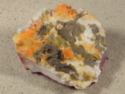 Spondylus gaederopus GR 6,9cm *Unikat*