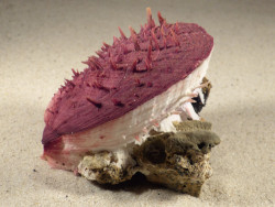 Spondylus gaederopus GR 10cm *unique*