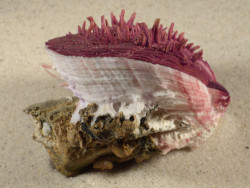 Spondylus gaederopus GR 10cm *unique*