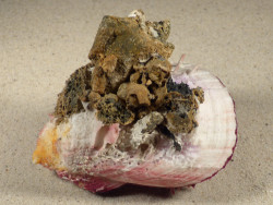 Spondylus gaederopus GR 10cm *unique*