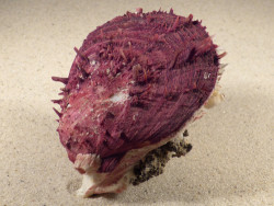 Spondylus gaederopus GR 9,5cm *unique*