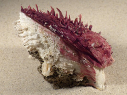 Spondylus gaederopus GR 9,5cm *unique*