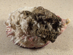 Spondylus gaederopus GR 9,5cm *unique*