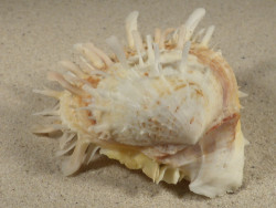 Spondylus variegatus PH 8,3cm *unique*