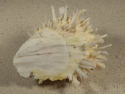 Spondylus variegatus PH 8,3cm *unique*