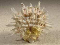 Spondylus echinatus PH 8,0cm *unique*