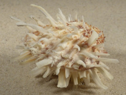 Spondylus echinatus PH 8,0cm *unique*