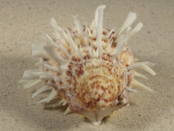 Spondylus echinatus PH 8,0cm *unique*