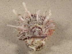 Spondylus echinatus PH 7,9cm *unique*