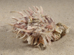 Spondylus echinatus PH 7,9cm *unique*