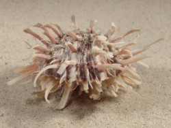 Spondylus echinatus PH 7,9cm *unique*