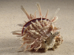 Spondylus echinatus PH 7,9cm *unique*