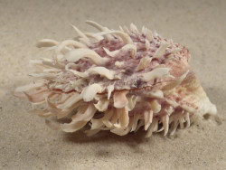 Spondylus echinatus PH 8,3cm *unique*
