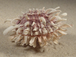 Spondylus echinatus PH 8,3cm *unique*