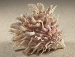 Spondylus echinatus PH 8,3cm *unique*