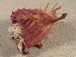 Spondylus sinensis PH 8,7cm *Unikat*