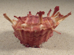 Spondylus sinensis PH 8,1cm *Unikat*