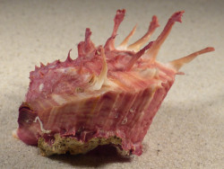 Spondylus sinensis PH 8,1cm *Unikat*