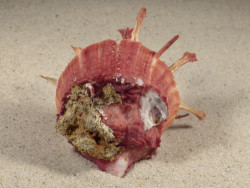 Spondylus sinensis PH 8,1cm *Unikat*