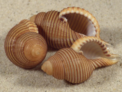 Gelagna succincta PH 4,0+cm