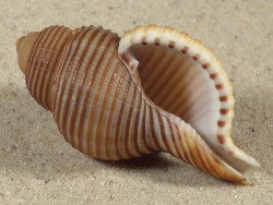 Gelagna succincta PH 5,7cm *unique*