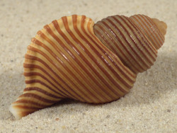 Gelagna succincta PH 5,7cm *unique*