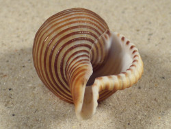 Gelagna succincta PH 5,7cm *unique*
