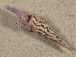 Annulaturris nadaensis PH 7,2cm *unique*