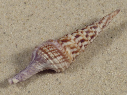 Annulaturris nadaensis PH 7,2cm *unique*