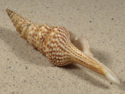 Lophiotoma indica VN 8,6cm *Unikat*