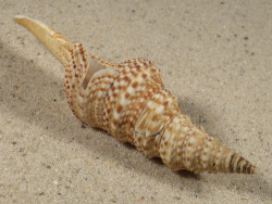 Lophiotoma indica VN 8,6cm *Unikat*
