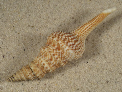 Lophiotoma indica VN 8,6cm *Unikat*