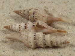 Lophiotoma acuta PH 2,5+cm