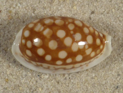 Cypraea cribraria PH 2,8cm *Unikat*