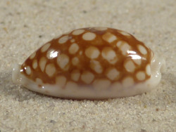 Cypraea cribraria PH 2,8cm *Unikat*